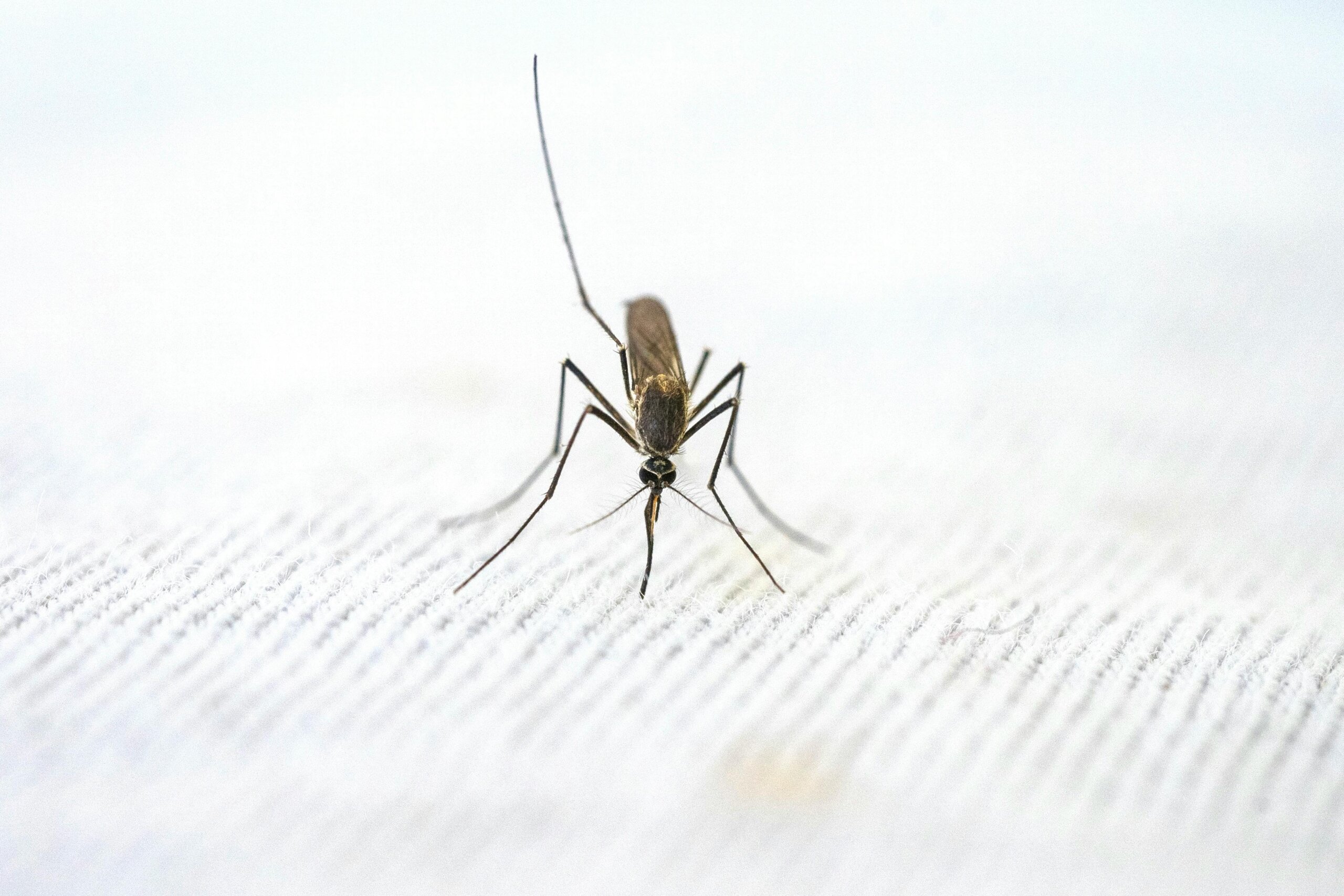 Seek Labs Maps High-Burden Mosquito-Borne Infectious Diseases with BioSeeker™