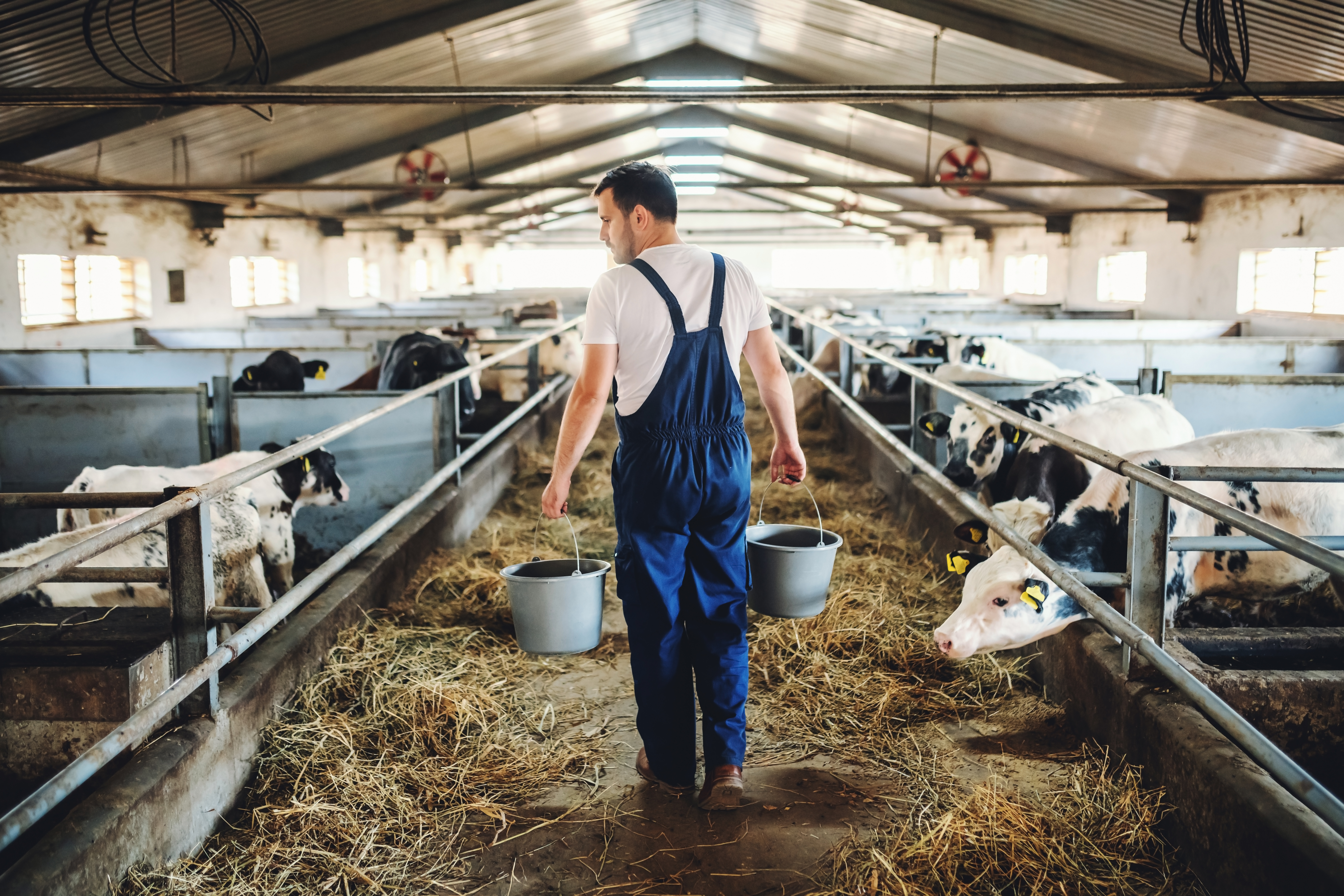 A farmer carrying two buckets while walking through a barn with cows in stalls.