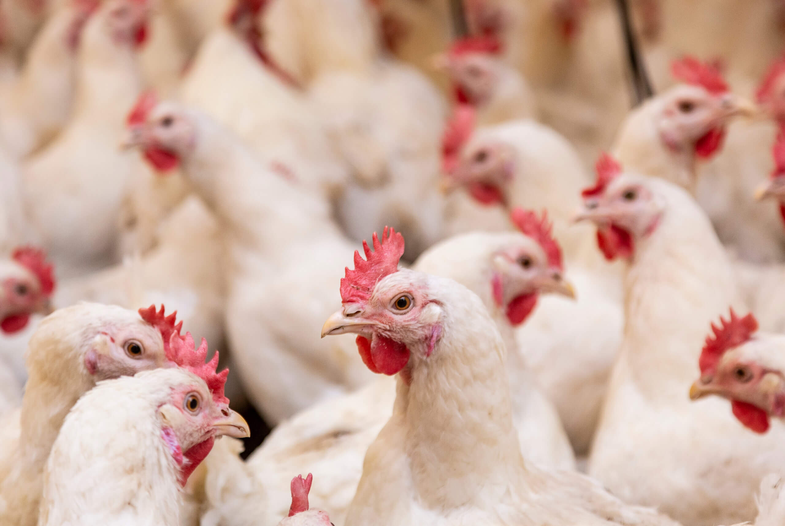 Seek Labs Awarded $2M USDA Grant for CRISPR Avian Flu Therapeutic