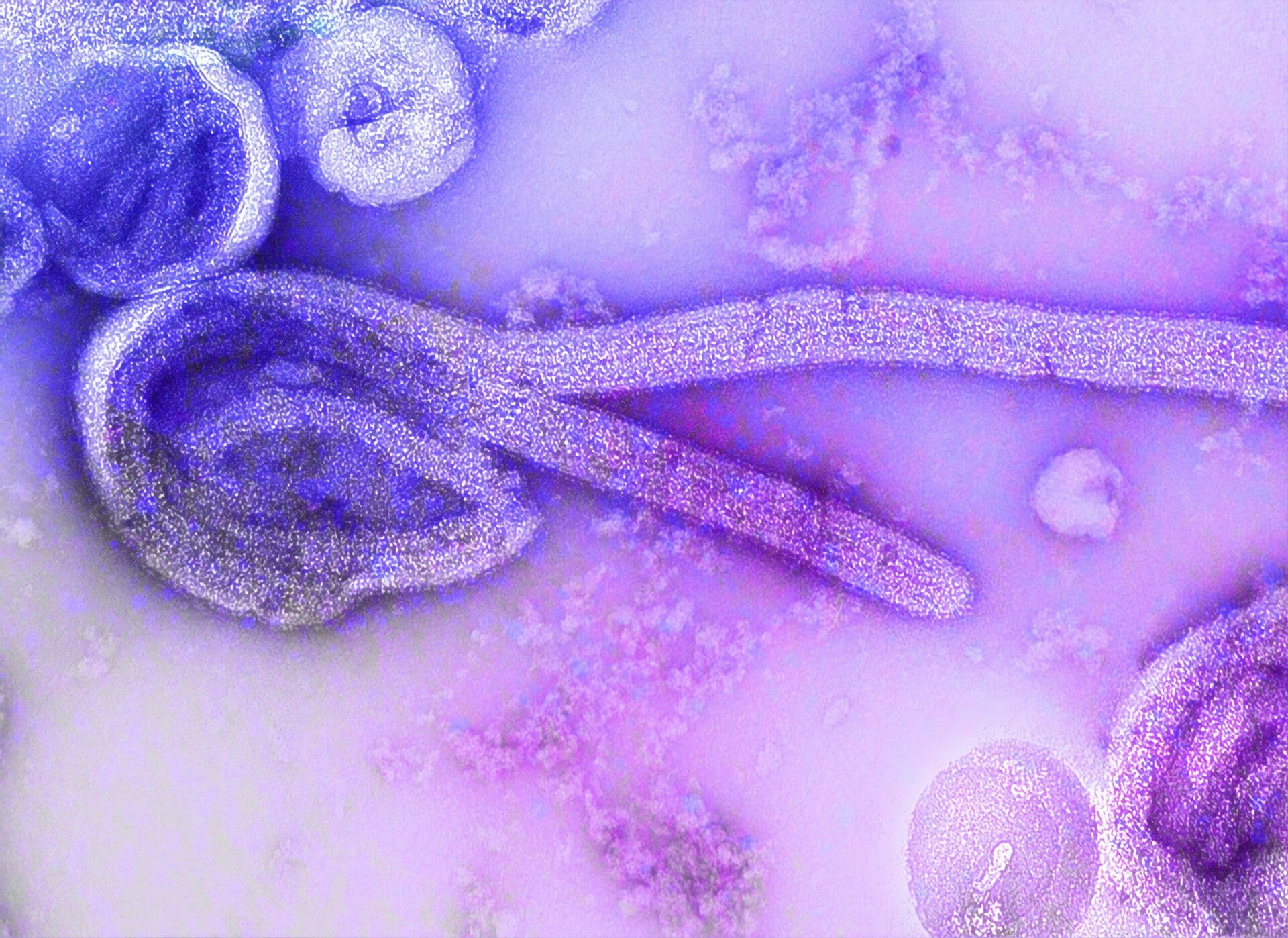 Ebola Isn’t One Virus. We’ve Been Treating It Like One.