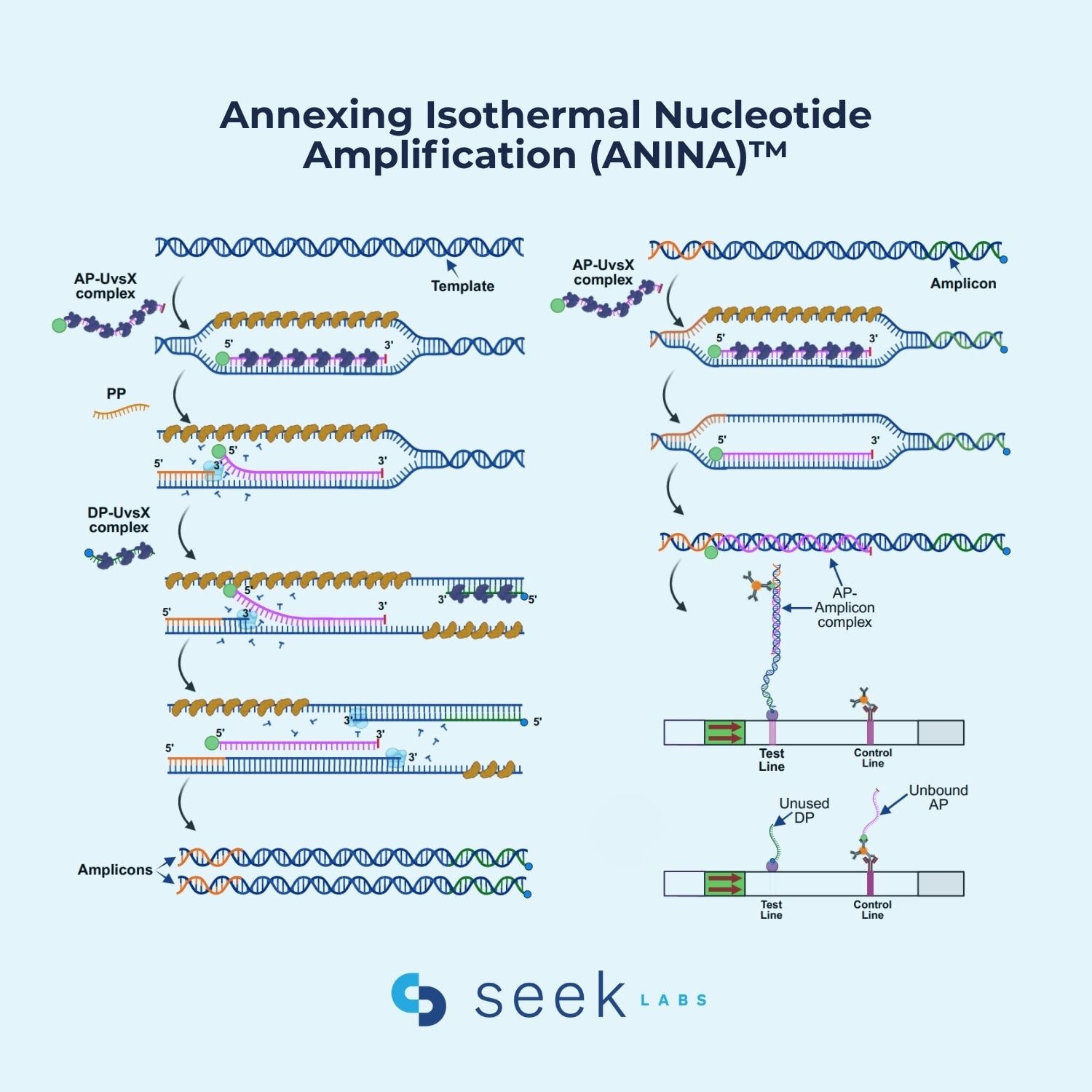 Annexing isothermal nucleotide amplification enables probe-guided amplification and direct detection at ambient temperature